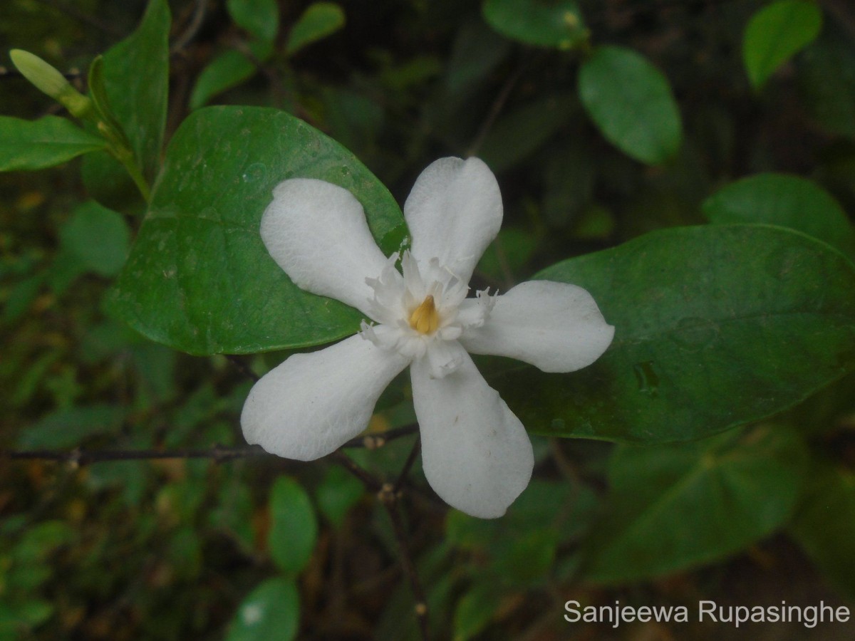 Wrightia antidysenterica (L.) R.Br.